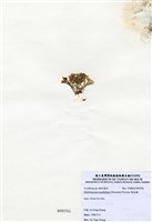 藏品(唇孢藻)的圖片